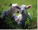 Two Lambs