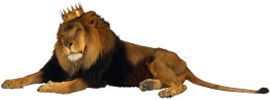 A Lion